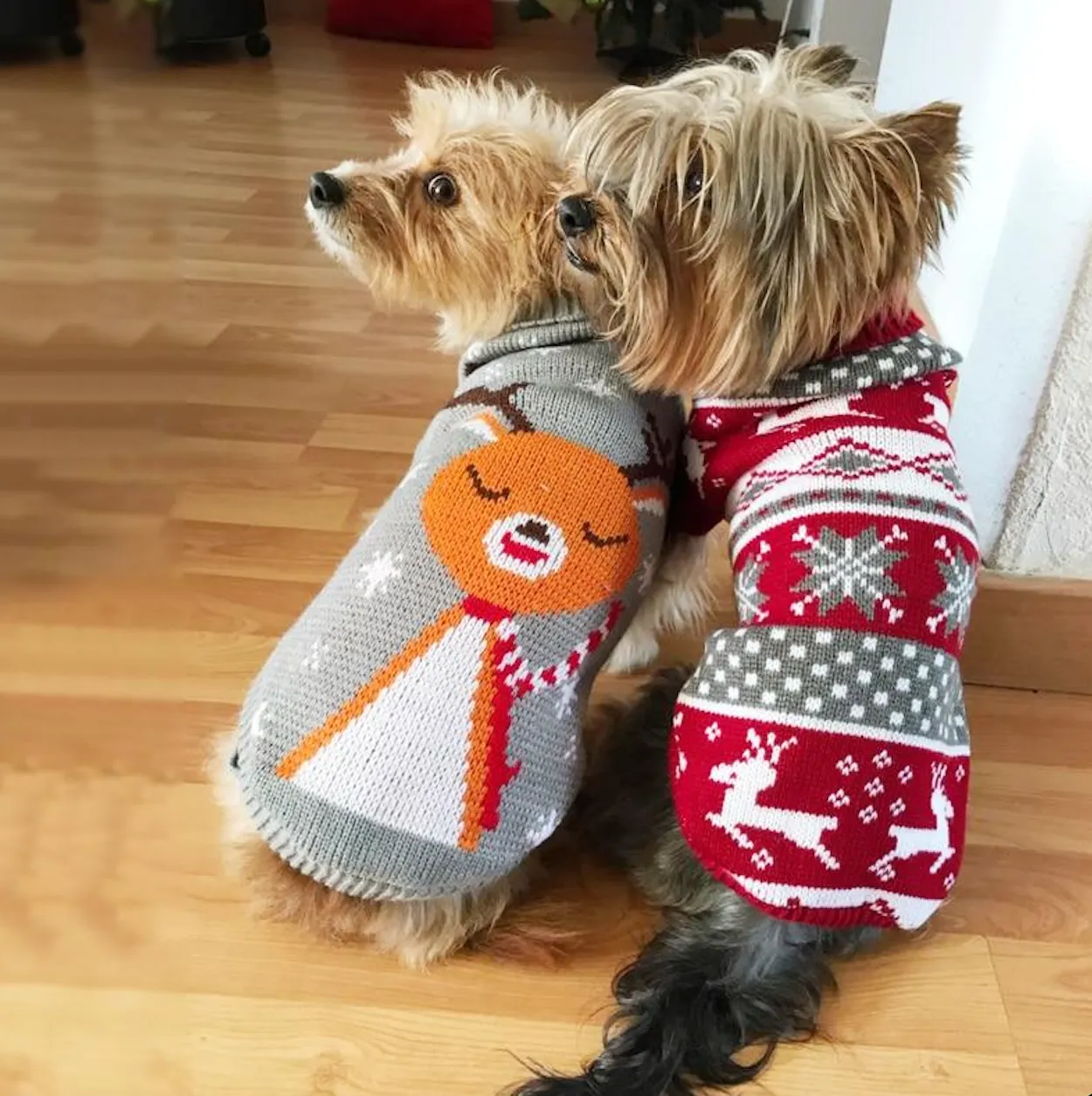 Pet Winter Season - Sweaters (S-XXXL)